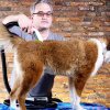 Bissell barkbath hero1