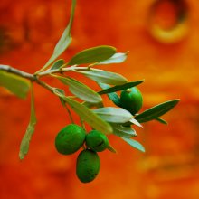 Olive oil