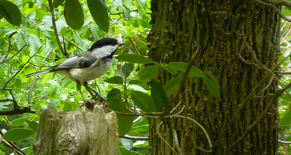 bird.jpg