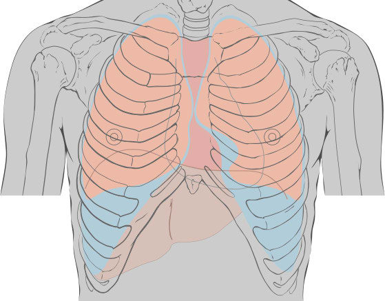 Thoracic_landmarks_anterior_view.jpg
