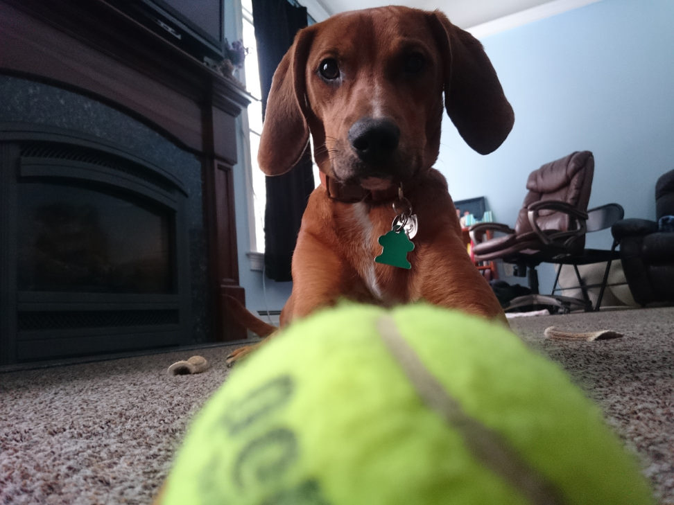 Sony Z3 Compact Puppy Sample