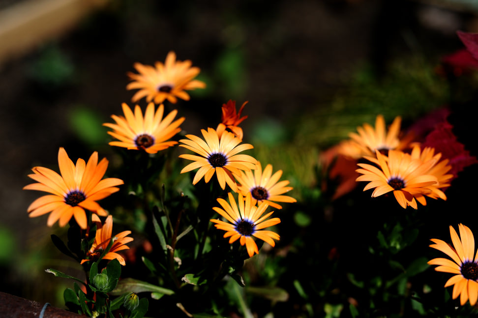Sigma 50mm 1.4 Sample Flowers