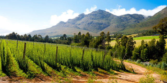 South African Hop Field