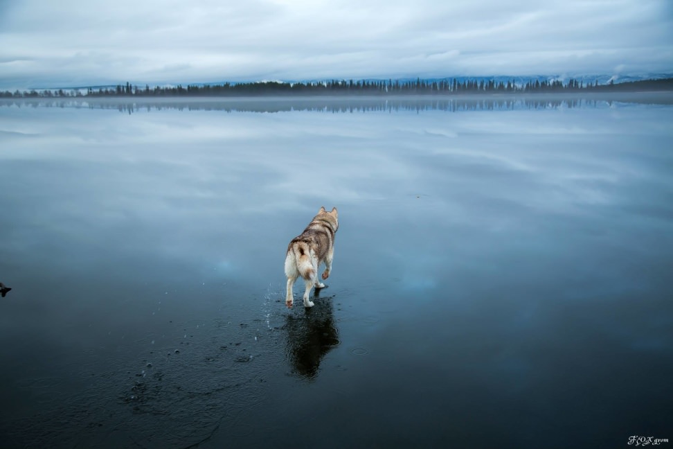 Huskies-Walking-On-Water-4.jpg