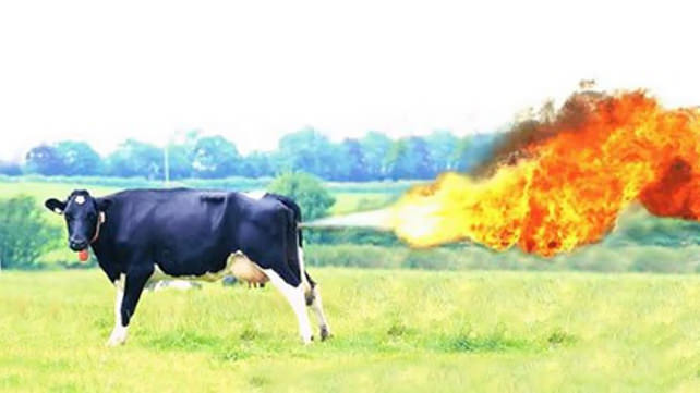 The Farting Cow
