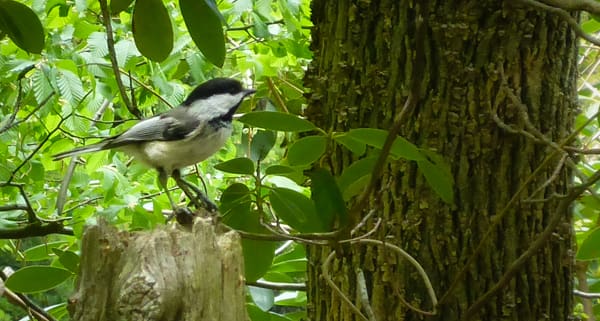 bird.jpg