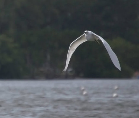 birdvacation.jpg