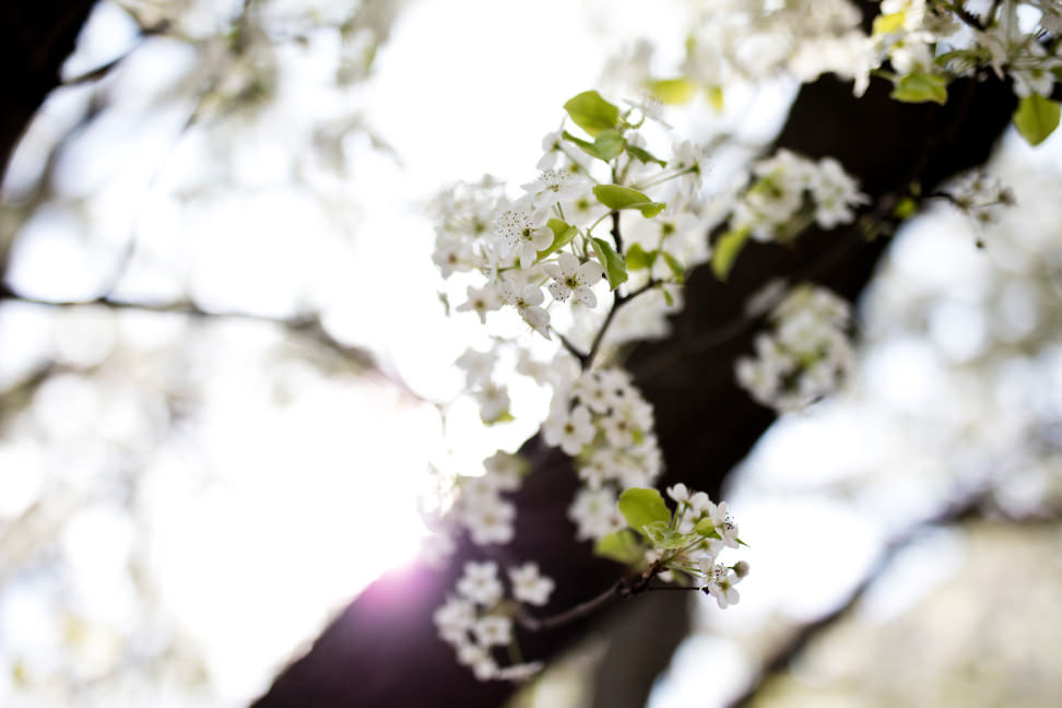 Canon EOS 5DS Sample 10