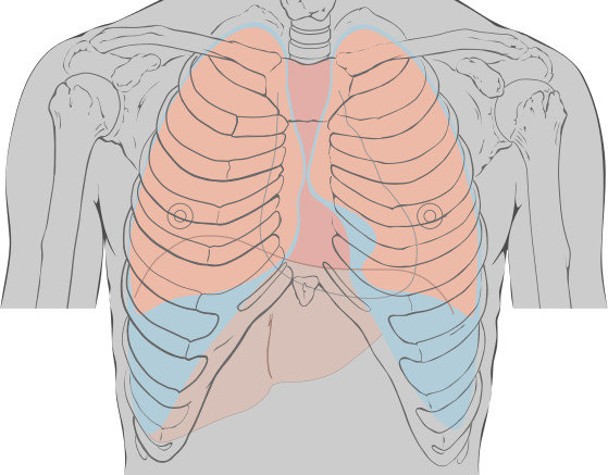Thoracic_landmarks_anterior_view.jpg