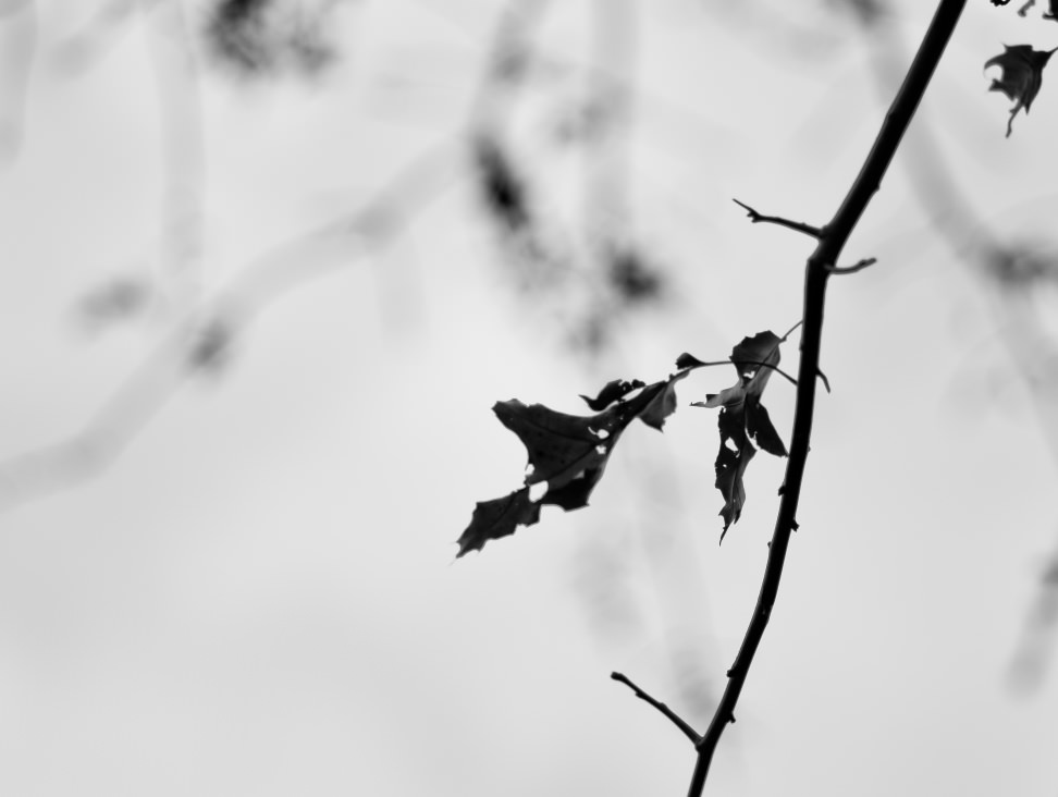 LEICA-M-REVIEW-SAMPLES-18.jpg