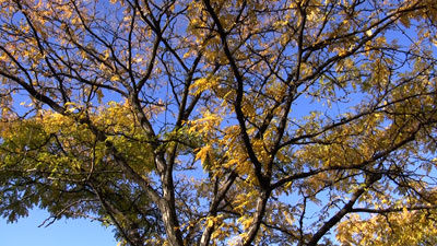 Canon_hg20_tree_web.jpg