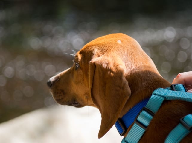 Sigma-Art-60mm-F2_8-DN-bokehdog_full.jpg