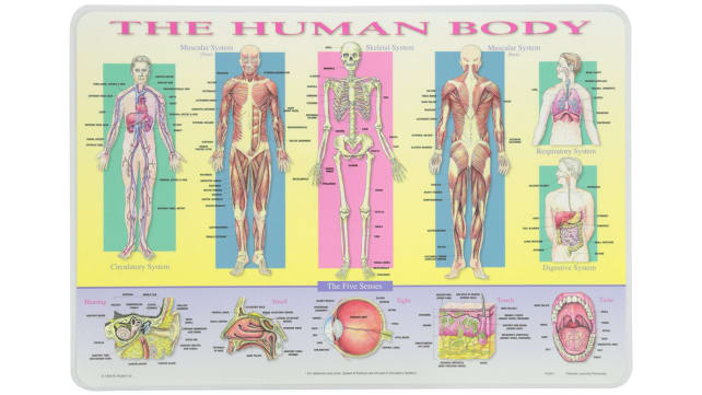 Painless Learning Human Body Placemat
