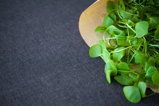 claytonia