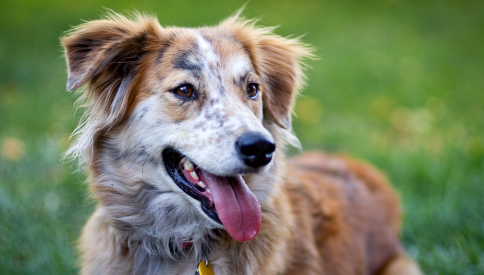 People, Pet, and Baby Lenses