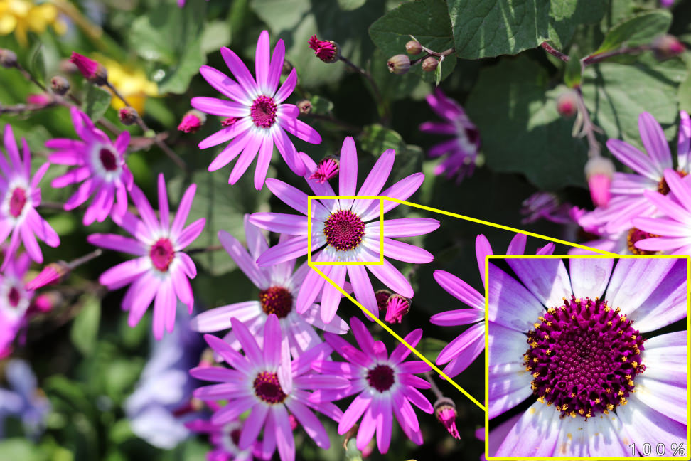 100 Percent Crop