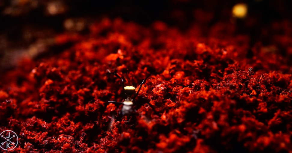 Youtube-reds-ant