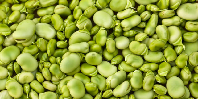 Lima Beans